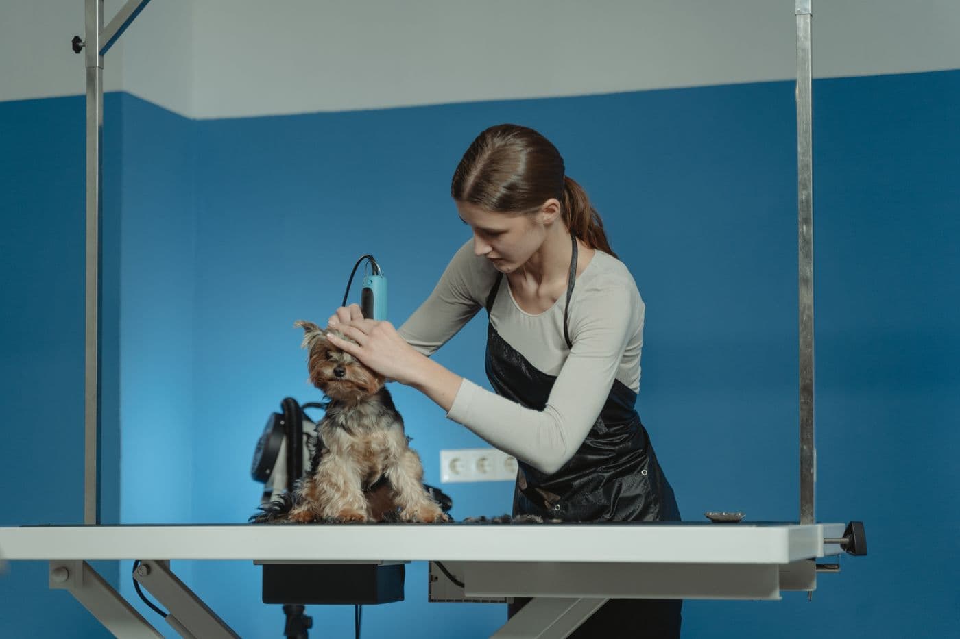 A groomer working with a dog at her table