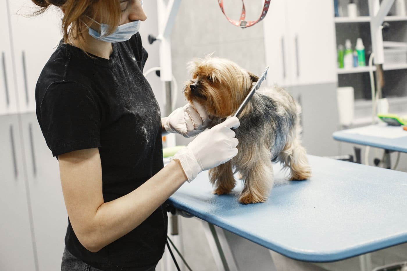 A groomer working on a dog at her table